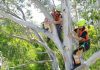 wildlife boxes installation newcastle